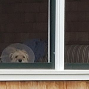 Meet your Posher, Dana